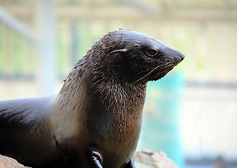 Image showing Sea lion