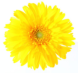 Image showing Yellow daisy