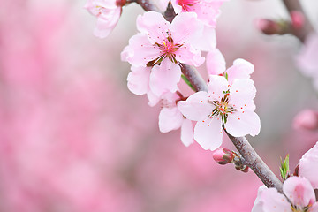 Image showing Sakura close up