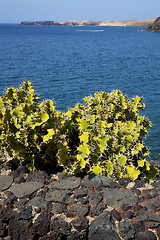 Image showing cactus  lanzarote  in spain musk   yacht boat  and summer 