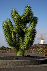 Image showing plastic cactus windmills in  isle of lanzarote africa spain   