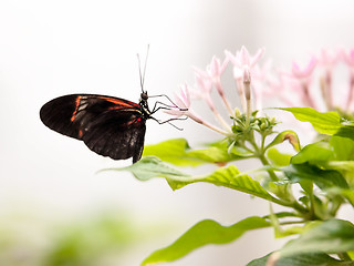 Image showing butterfly