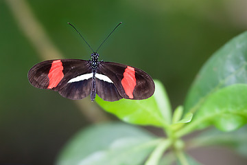 Image showing butterfly