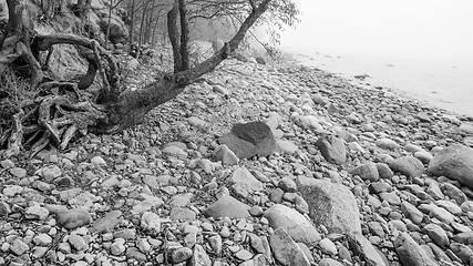 Image showing Coast of Baltic sea in a fog