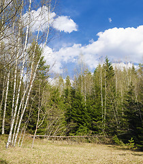 Image showing Beautiful lawn in a spring wood