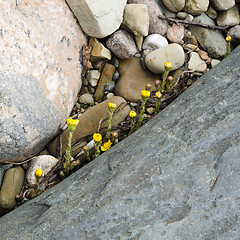 Image showing Yellow flowers sprouting in the spring among stones, close-up  