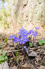 Image showing The first spring flowers in a wood, a close up