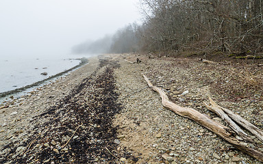 Image showing Coast of Baltic sea in a fog