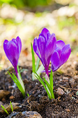 Image showing The first spring crocuses, close up