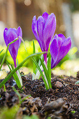 Image showing The first spring crocuses, close up