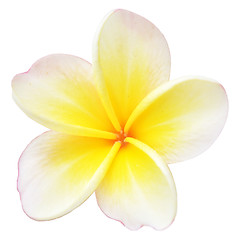 Image showing frangipani