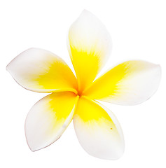 Image showing frangipani