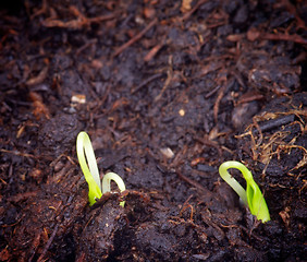 Image showing Little Growth Grass