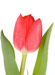 Image showing Red Tulip