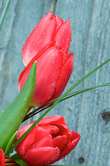 Image showing Spring Tulips