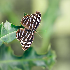 Image showing butterfly