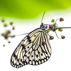 Image showing Idea Leuconoe