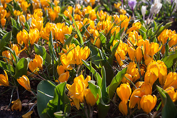 Image showing Flowers in Keukenhof park, Netherlands, also known as the Garden