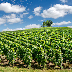 Image showing Vineyard landscape, Montagne de Reims, France