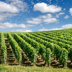 Image showing Vineyard landscape, Montagne de Reims, France