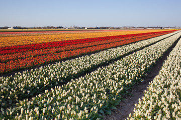 Image showing Field of tulips in Netherlands