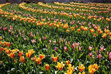 Image showing Flowers in Keukenhof park, Netherlands, also known as the Garden