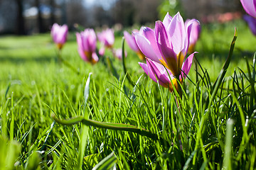 Image showing Flowers in Keukenhof park, Netherlands, also known as the Garden