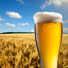 Image showing Glass of beer against wheat field and blue sky