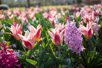 Image showing Flowers in Keukenhof park, Netherlands, also known as the Garden