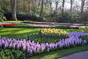 Image showing Famous flowers park Keukenhof in Netherlands also known as the G