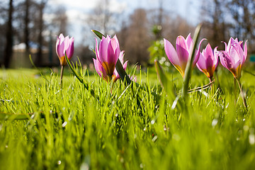 Image showing Flowers in Keukenhof park, Netherlands, also known as the Garden