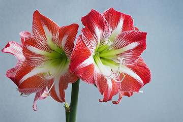 Image showing Beautiful flowers amaryllis bloom in spring