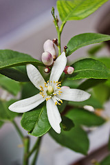 Image showing Blossoming lemon tree home form