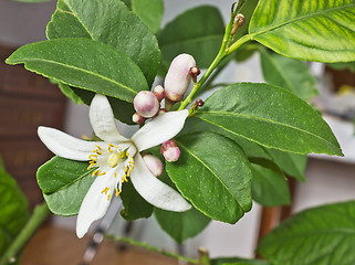 Image showing Blossoming lemon tree home form