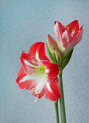 Image showing Beautiful flowers amaryllis bloom in spring