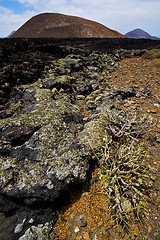 Image showing flower  bush timanfaya  in los volcanes volcanic 