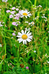Image showing Camomile on background of grass
