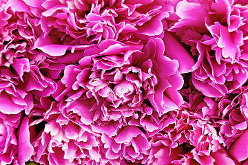 Image showing Peony pink texture