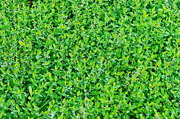 Image showing Grass with small flowers