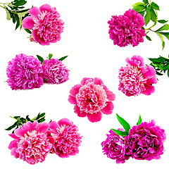 Image showing Peonies bright pink set