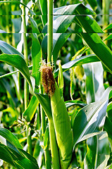 Image showing Corncob on the field