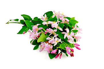 Image showing Honeysuckle with pink flowers lush