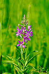 Image showing Fireweed on meadow