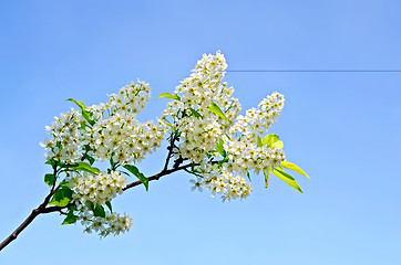 Image showing Bird cherry flowers