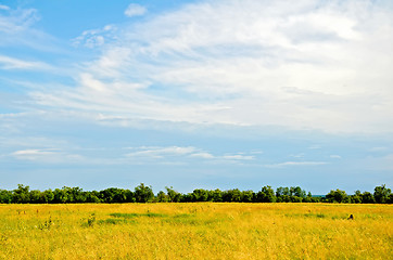 Image showing Summer landscape with trees and blue sky