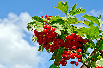 Image showing Viburnum ripe red on a branch