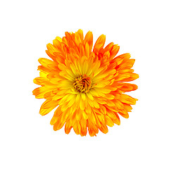 Image showing Calendula orange-yellow