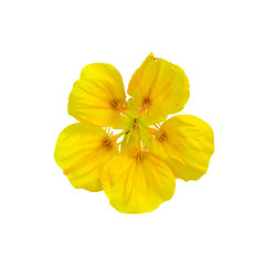 Image showing Nasturtium yellow one