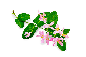 Image showing Honeysuckle a twig with pink flowers