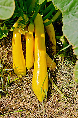 Image showing Zucchini yellow in the garden bed
